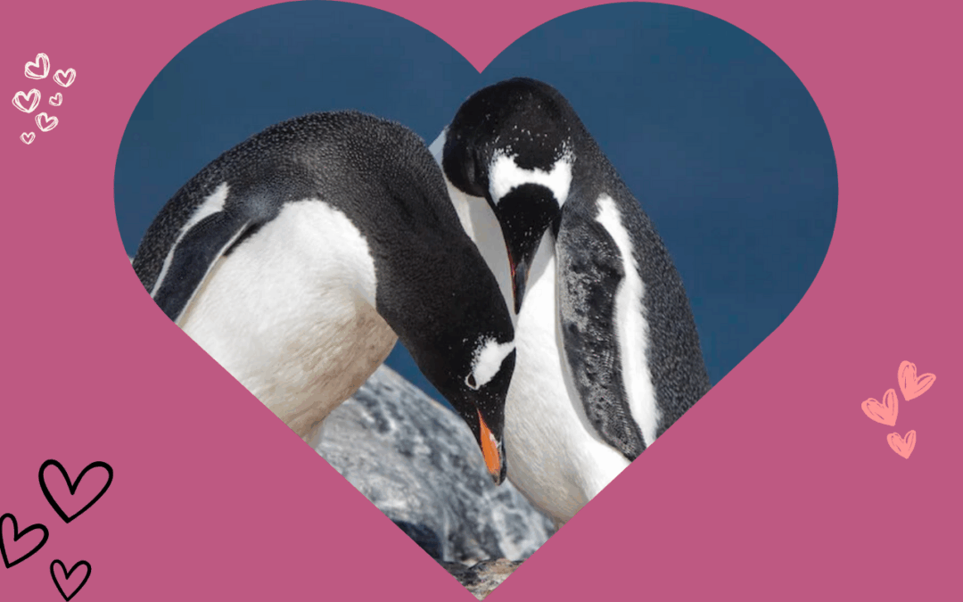 What penguins can teach us about love and friendship